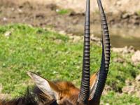 Rappenantilope Portrait
